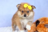 Farris, a male Pomeranian for sale in Fresno, OH – 3 of 10
