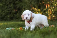  Irving 🐾 , a male Cavapoo for sale in Fresno, OH – 4 of 6