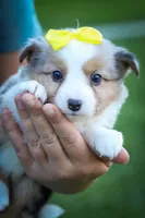 Gabby🎀, a female Miniature Aussiedoodle for sale in Fresno, OH – 2 of 10