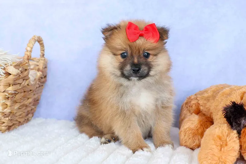Fabio – Pomeranian puppy for sale in Fresno, OH