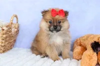 Fabio, a male Pomeranian for sale in Fresno, OH – 4 of 9
