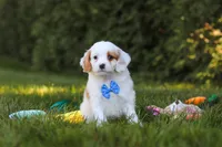 Iggy Bear🐶, a male Cavapoo for sale in Fresno, OH – 3 of 6