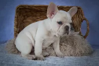 Tansy🎀(two blue eyes), a female French Bulldog for sale in Fresno, OH – 9 of 10