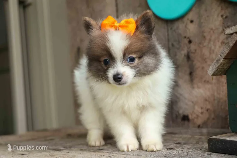 Easton🐾 – Pomeranian puppy for sale in Fresno, OH