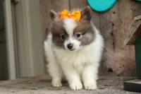 Easton🐾, a male Pomeranian for sale in Fresno, OH – 1 of 9