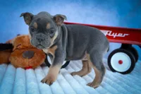 Peaches 🍑 — A Charming F2 Frenchton Puppy!, a female Frenchton for sale in Fresno, OH – 6 of 10