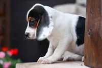 Dolly💗, a male Beagle for sale in Fresno, OH – 8 of 10
