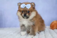 Flossie, a female Pomeranian for sale in Fresno, OH – 8 of 10