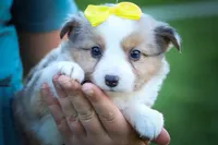 Gabby🎀, a female Miniature Aussiedoodle for sale in Fresno, OH – 6 of 10