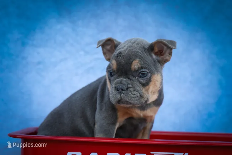 Peaches 🍑 — A Charming F2 Frenchton Puppy! – Frenchton puppy for sale in Fresno, OH