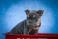 Peaches 🍑 — A Charming F2 Frenchton Puppy!, a female Frenchton for sale in Fresno, OH – 1 of 10
