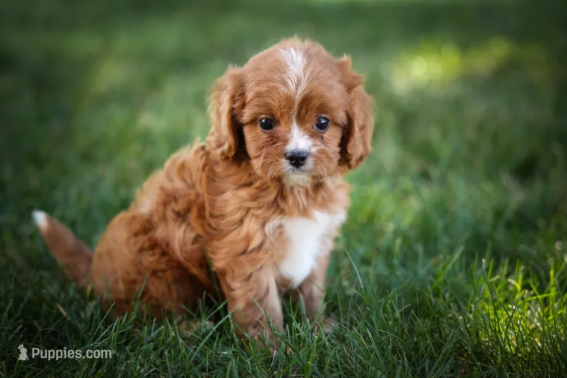 Katie🎀 – Cavapoo puppy for sale in Fresno, OH