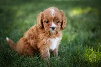 Katie🎀, a female Cavapoo for sale in Fresno, OH – 1 of 10