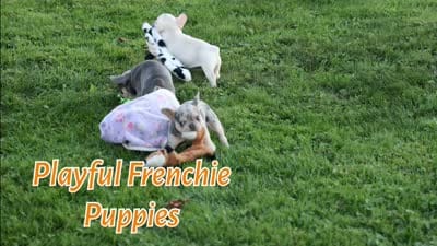Tansy🎀(two blue eyes), a female French Bulldog for sale in Fresno, OH – 10 of 10