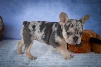 Tinsley💗, a female French Bulldog for sale in Fresno, OH – 2 of 10