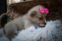 Shelby 💗, a female Pembroke Welsh Corgi for sale in Fresno, OH – 4 of 10
