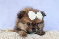Flynn, a male Pomeranian for sale in Fresno, OH – 2 of 10