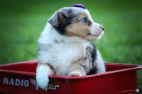 Gloria💗, a female Miniature Aussiedoodle for sale in Fresno, OH – 3 of 10