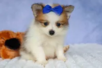 Evan🐶, a male Pomeranian for sale in Fresno, OH – 10 of 10