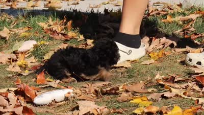 Rambo🐾, a male Poodle - Miniature  for sale in Fresno, OH – 7 of 7