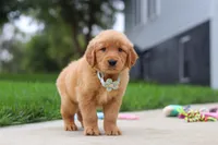 Ezekiel 🐶, a male Golden Retriever for sale in Fresno, OH – 5 of 8