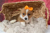 Audrey🦴, a female Pembroke Welsh Corgi for sale in Fresno, OH – 3 of 8