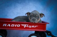 Pippa✨, a female Frenchton for sale in Fresno, OH – 3 of 10
