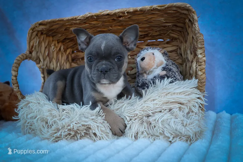 Poppy🎀 – Frenchton puppy for sale in Fresno, OH