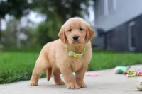 Edison 🐾, a male Golden Retriever for sale in Fresno, OH – 3 of 9