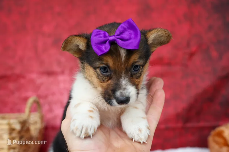 Abby💖 – Pembroke Welsh Corgi puppy for sale in Fresno, OH