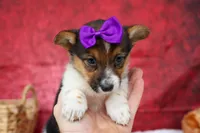 Abby💖, a female Pembroke Welsh Corgi for sale in Fresno, OH – 6 of 10