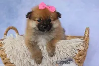 Freya, a female Pomeranian for sale in Fresno, OH – 6 of 10