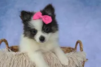 Estella🎀, a female Pomeranian for sale in Fresno, OH – 5 of 9
