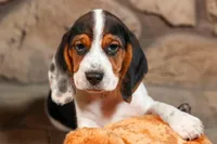 Dustin🐶, a male Beagle for sale in Fresno, OH – 5 of 9