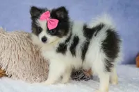 Estella🎀, a female Pomeranian for sale in Fresno, OH – 6 of 9
