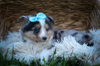 Graham🐾, a male Miniature Aussiedoodle for sale in Fresno, OH – 7 of 9