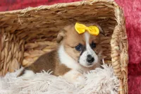 Ariel 🥰, a female Pembroke Welsh Corgi for sale in Fresno, OH – 9 of 10