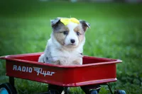 Gabby🎀, a female Miniature Aussiedoodle for sale in Fresno, OH – 3 of 10