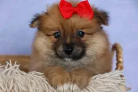 Fabio, a male Pomeranian for sale in Fresno, OH – 7 of 9