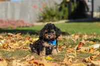 Rambo🐾, a male Poodle - Miniature  for sale in Fresno, OH – 6 of 7
