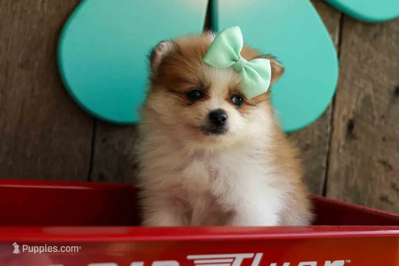 Frankie 🐶 – Pomeranian puppy for sale in Fresno, OH