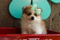 Frankie 🐶, a male Pomeranian for sale in Fresno, OH – 1 of 9