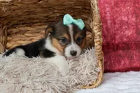  Amara💕, a female Pembroke Welsh Corgi for sale in Fresno, OH – 5 of 10