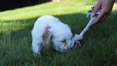 Irving 🐾 , a male Cavapoo for sale in Fresno, OH – 6 of 6