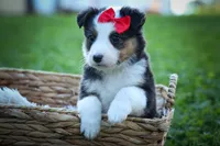 Goose🐶, a male Miniature Aussiedoodle for sale in Fresno, OH – 5 of 7