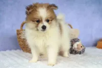 Eric🐾, a male Pomeranian for sale in Fresno, OH – 7 of 10