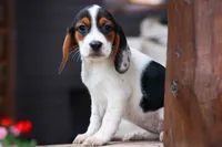 Dolly💗, a male Beagle for sale in Fresno, OH – 4 of 10