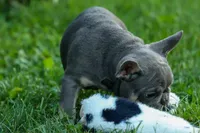  Mateo🐾🐶, a male French Bulldog for sale in Fresno, OH – 7 of 8