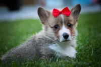 Scotty🐾, a male Pembroke Welsh Corgi for sale in Fresno, OH – 2 of 10