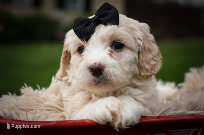 Houston🐶 – Cavachon puppy for sale in Fresno, OH